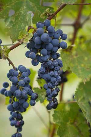 Stratus Vineyards