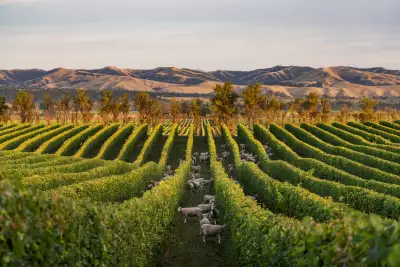 A vineyard in New Zealand