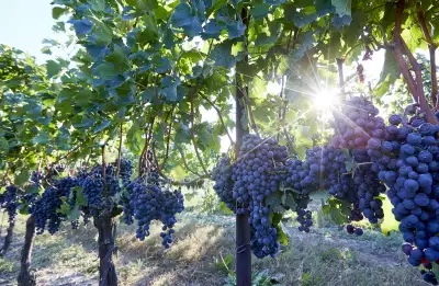 Grapes growing at an Ontario vineyard