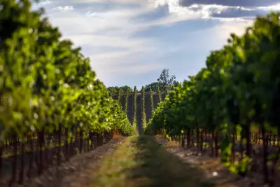 Rows of vines at an Ontario vineyard