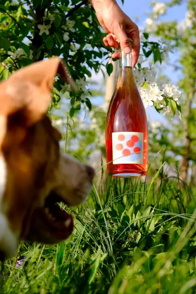 Revel Cider and Wilda team up | A bottle of Revel's Chambarine is eyed by a dog