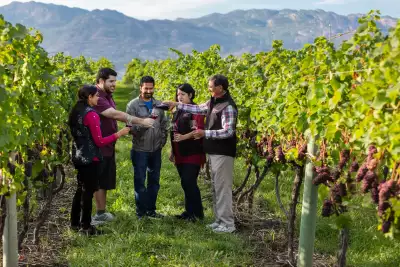 People in the vineyard at Volcanic Hills Winery