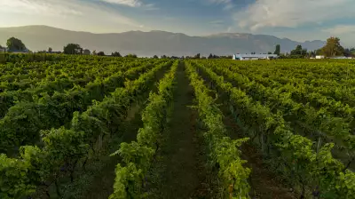 The vineyard at Volcanic Hills Winery
