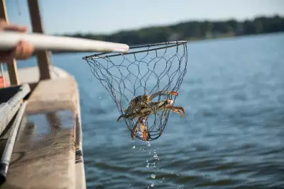 Catching a crab in Maryland