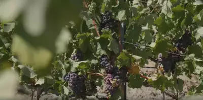 Red grapes in Crete, Greece