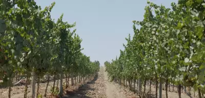 Rows of vines in Crete, Greece