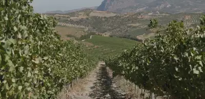 Vineyards in Crete, Greece
