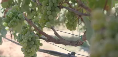 Green grapes in Crete, Greece