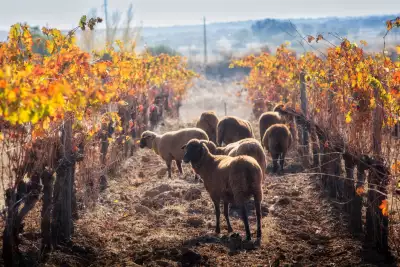 Wines of Alentejo: Sheep roam in the vineyards at Herdade de S&atilde;o Miguel, a family-owned wine estate in Alentejo, Portugal