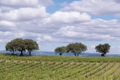 Wines of Alentejo: A view from Adega Mayor, a winery located in Campo Maior, in Alentejo, Portugal Wines of Alentejo: A view from Adega Mayor, a winery located in Campo Maior, in Alentejo, Portugal