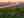Vineyards with Vienna, Austria in the distance