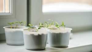 Gardening for beginners | Growing vegetables and herbs on a window sill indoors Gardening for beginners | Growing vegetables and herbs on a window sill indoors