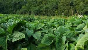 The future of farming is BIPOC | Crops at Sunny Boy Farms The future of farming is BIPOC | Crops at Sunny Boy Farms