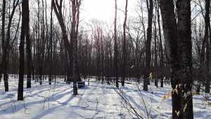 The history of maple syrup in Canada | Maple trees The history of maple syrup in Canada | Maple trees