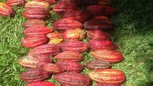 Canadian chocolate | Colombian cacao pods Canadian chocolate | Colombian cacao pods