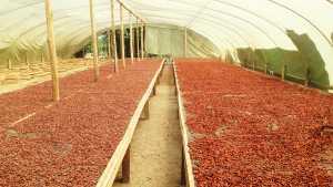 Canadian chocolate | Cacao drying Canadian chocolate | Cacao drying