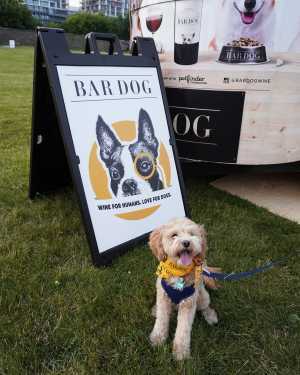 Dog in front of Bar Dog wines The Bark Mobile wine sample Toronto