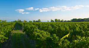 Vineyards at Magnotta Winery Vineyards at Magnotta Winery