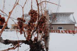 Inniskillin grapes frozen on the vine in Niagara Inniskillin grapes frozen on the vine in Niagara