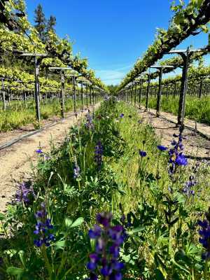 McManis wine | Rows of vines at McManis Family Vineyards McManis wine | Rows of vines at McManis Family Vineyards