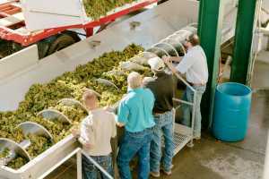 McManis wine | Processing grapes at McManis Family Vineyards McManis wine | Processing grapes at McManis Family Vineyards