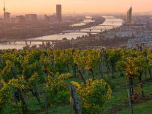 Vineyards with Vienna, Austria in the distance