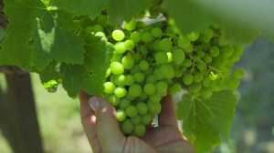 Greek wines | Grapes in Crete, Greece Greek wines | Grapes in Crete, Greece
