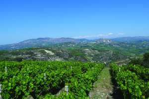 Greek wines | A vineyard in Crete, Greece Greek wines | A vineyard in Crete, Greece