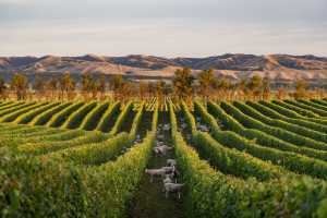 A vineyard in New Zealand A vineyard in New Zealand