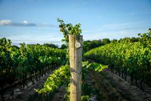 An Ontario vineyard An Ontario vineyard