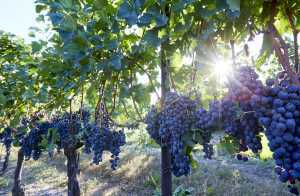 Grapes growing at an Ontario vineyard Grapes growing at an Ontario vineyard