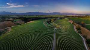 Dog Point Sauvignon Blanc | Rows of vineyards in Marlborough, New Zealand Dog Point Sauvignon Blanc | Rows of vineyards in Marlborough, New Zealand