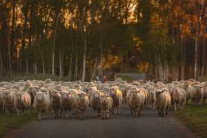 Dog Point Sauvignon Blanc | Sheep in Marlborough, New Zealand Dog Point Sauvignon Blanc | Sheep in Marlborough, New Zealand