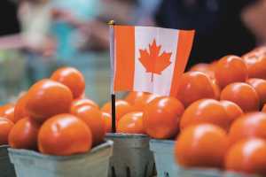 Tomatoes at St. Lawrence Market North Tomatoes at St. Lawrence Market North