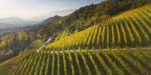 Bottega Gold | Bottega Gold is obtained by the vinification of Glera grapes, grown in the hilly area of Treviso