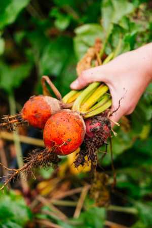 Don Alfonso's urban farm at Casa Loma | A hand holds a bunch of radishes at Casa Loma's urban farm Don Alfonso's urban farm at Casa Loma | A hand holds a bunch of radishes at Casa Loma's urban farm