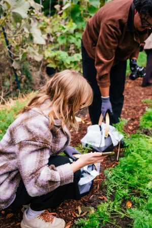 Don Alfonso's urban farm at Casa Loma | Editor Katie Bridges bents down to pull out carrots at Casa Loma's urban farm Don Alfonso's urban farm at Casa Loma | Editor Katie Bridges bents down to pull out carrots at Casa Loma's urban farm