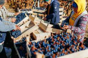 Sparkling wine | Pickers hand select lambrusco wine grapes Sparkling wine | Pickers hand select lambrusco wine grapes