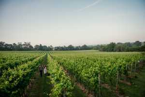Inside England&rsquo;s evolving wine regions | A shot of the Gusbourne Estate's vineyards