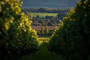 Inside England&rsquo;s evolving wine regions | A view of Nyetimber Manor Vineyard at sunset