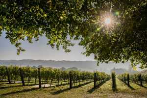 Inside England&rsquo;s evolving wine regions | The Hambledon Wine Estate