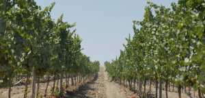 Rows of vines in Crete, Greece