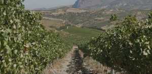 Vineyards in Crete, Greece