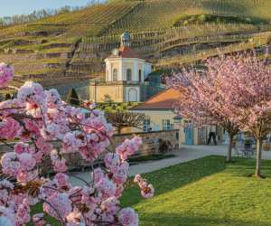 Saxony, Germany | The vineyards at Schloss Wackerbarth