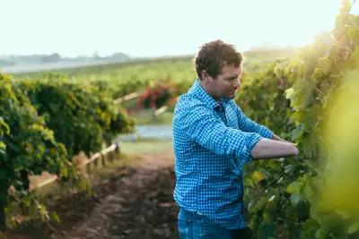 Richard Angove in the vineyard