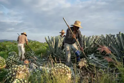 Tequila vs mezcal | Farmers harvesting the pina of the agave plant in order to make tequila and mezcal