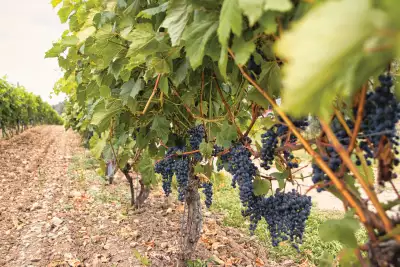 Prince Edward County | Grape vines in Prince Edward County
