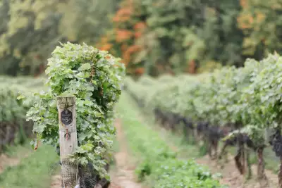 Foodism ICON Awards | Wine ICON: Kelly Mason | Rows of vines in the vineyard