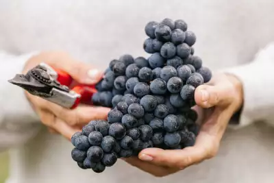 Foodism ICON Awards | Wine ICON: Kelly Mason holds grapes