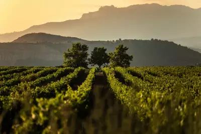 Rioja wine | Vineyards in Rioja, Spain